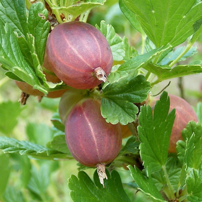 Groseiller à maquereau 'Freedonia' BIO