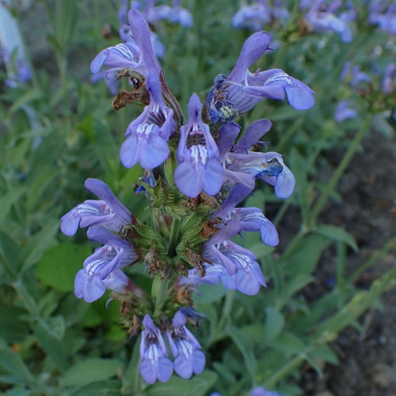 Sauge officinale à feuilles de lavande BIO