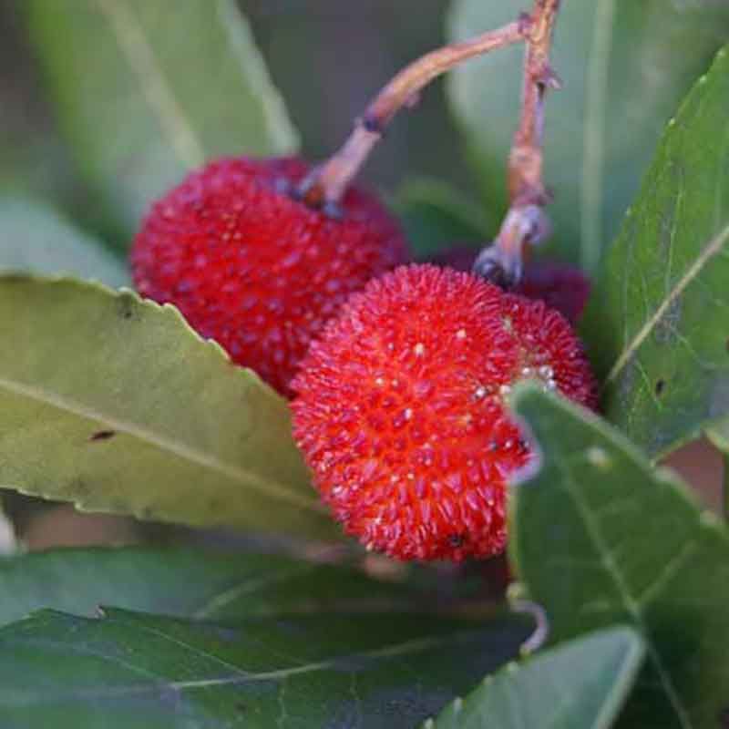 Arbousier à fleurs blanches ~ Arbutus unedo