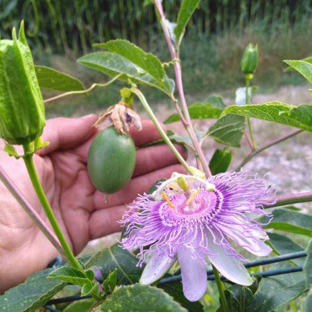 Passiflore Bio - Partie aérienne coupée 50g - Passiflora incarnata