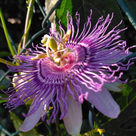 Tisane de Passiflore Bio - Passiflora incarnata - Plante coupée en