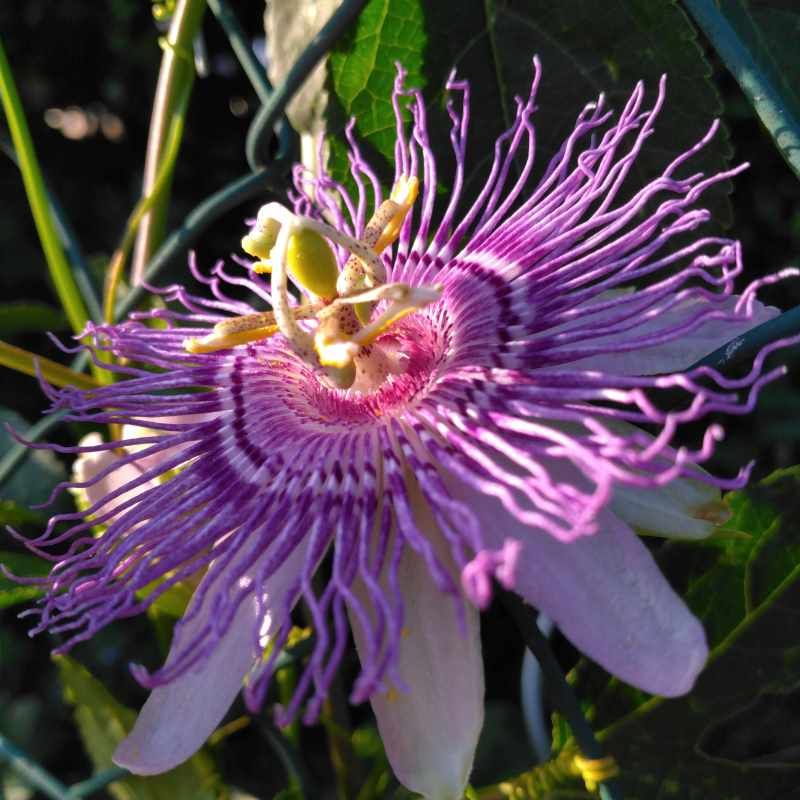 Passiflora incarnata BIO