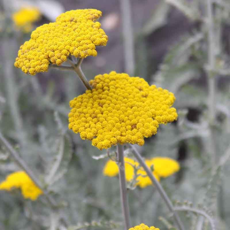Achillea clypeolata Achillea clypeolata