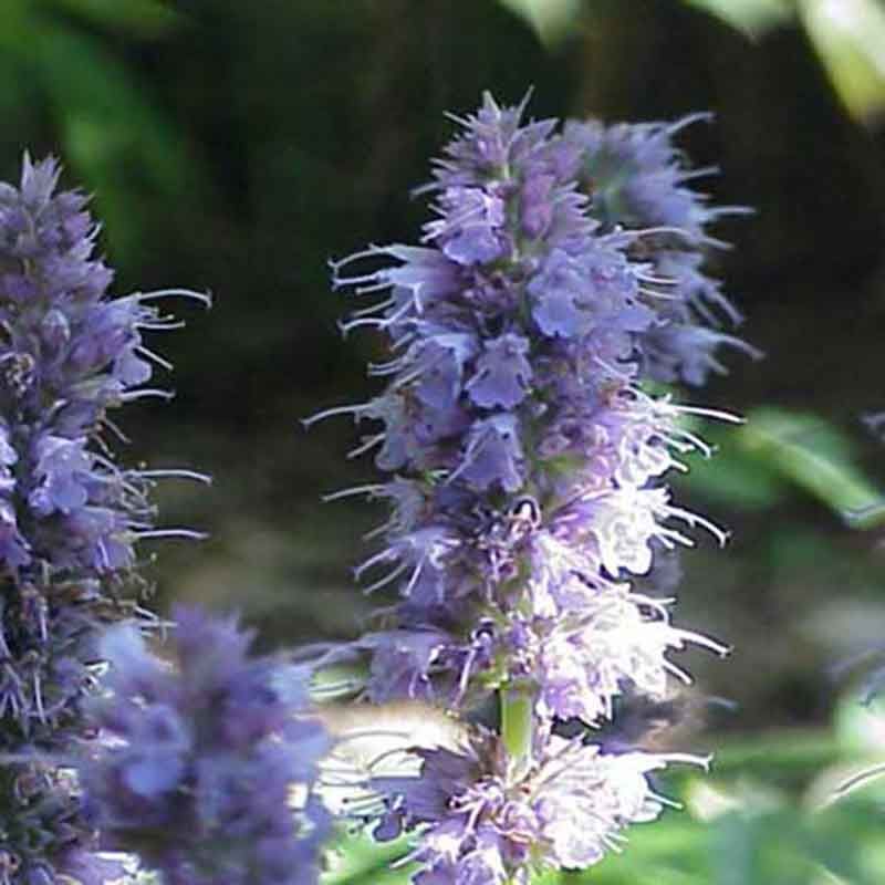 Agastache anethiodora ~ Agastache anisée Agastache anethiodora ~ Agastache anisée