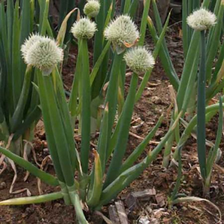 Allium fistulosum ~ Ciboule blanche