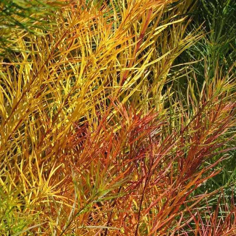 Amsonia hubrichtii Amsonia hubrichtii