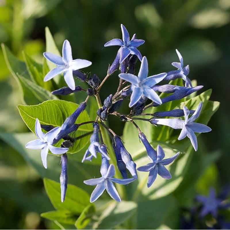 Amsonia orientalis