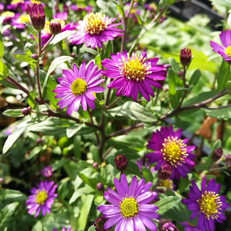 Aster ageratoides 'Ezo Murasaki' Aster ageratoides 'Ezo Murasaki'