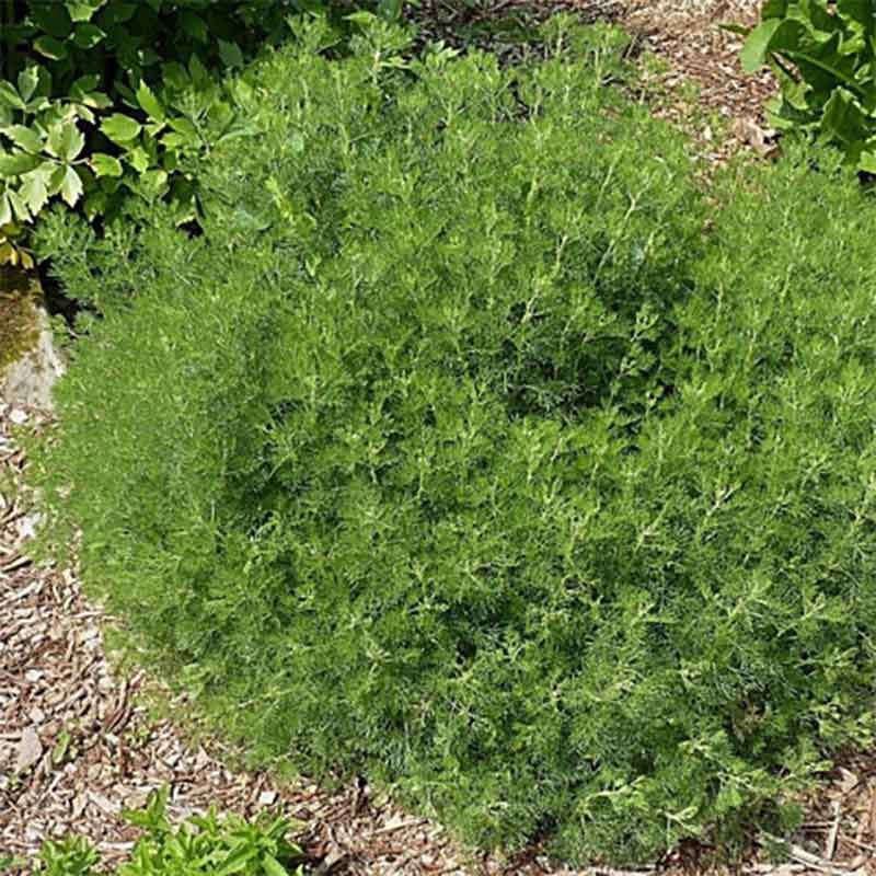 Artemisia abrotanum ~ Aurône