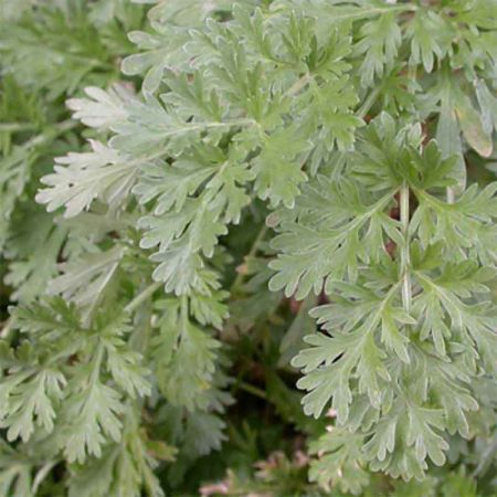 Artemisia absinthium 'Silverado' - Absinthe