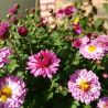 Chrysanthemum 'Mei Kyo'