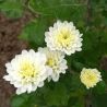 Chrysanthème rustique blanc