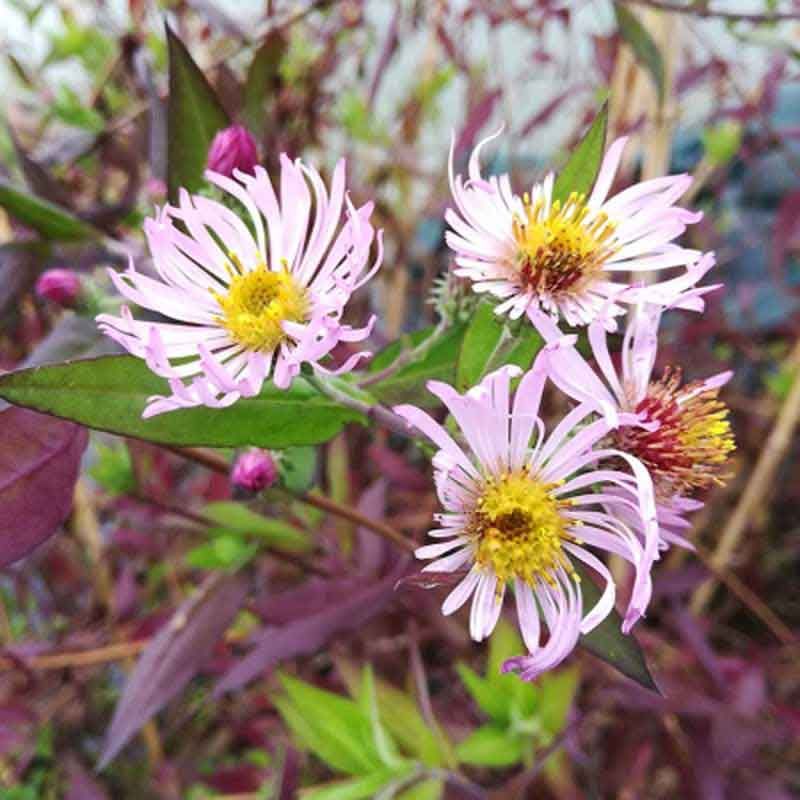 Ampelaster carolinianus ~ Aster grimpant Ampelaster carolinianus ~ Aster grimpant