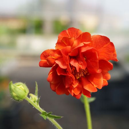 Geum chiloense 'Blazing Sunset'