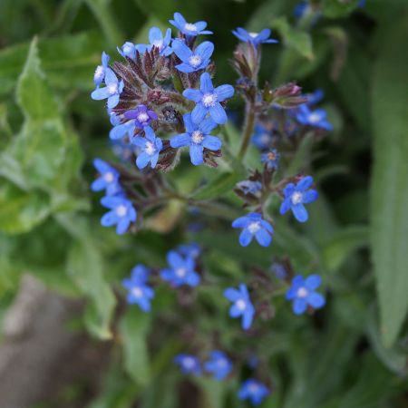 Anchusa azurea 'Dropemore'