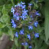 Anchusa azurea 'Dropemore'