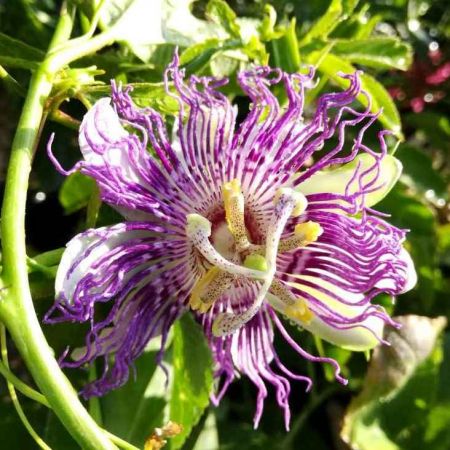 Passiflore Bio - Partie aérienne coupée 50g - Passiflora incarnata