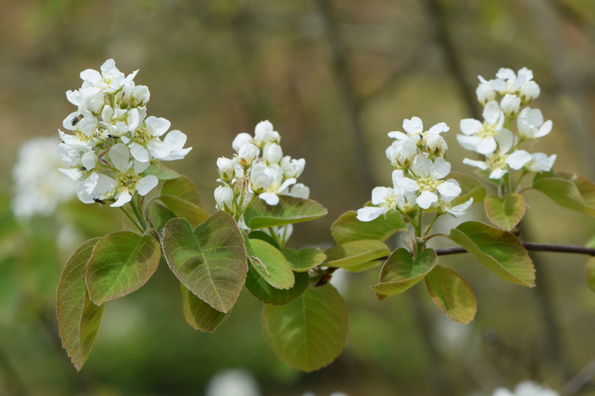Amelanchier alnifolia. Photo : Krzysztof Ziarnek, Kenraiz, CC BY-SA 4.0, via Wikimedia Commons