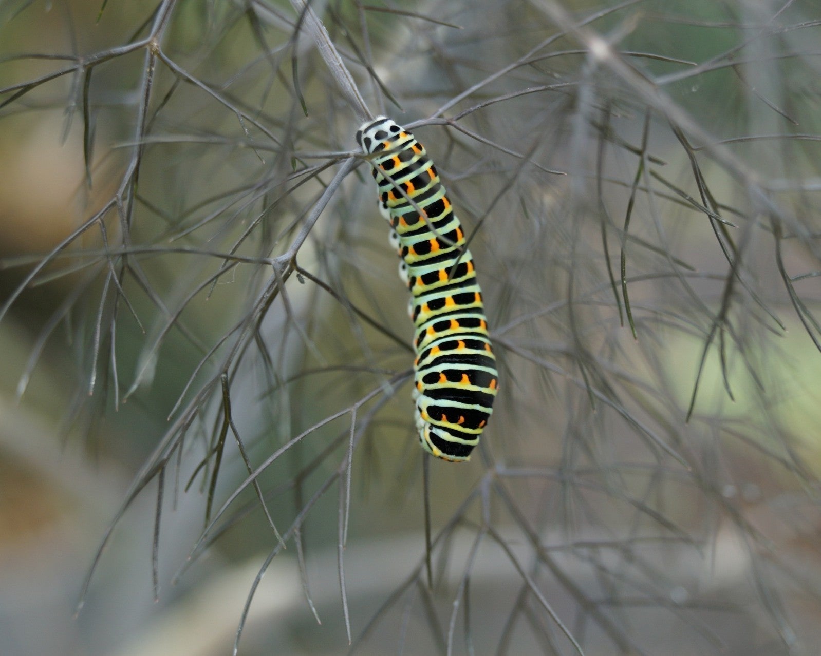 Le Fenouil bronze&nbsp;: plante hôte du papillon machaon