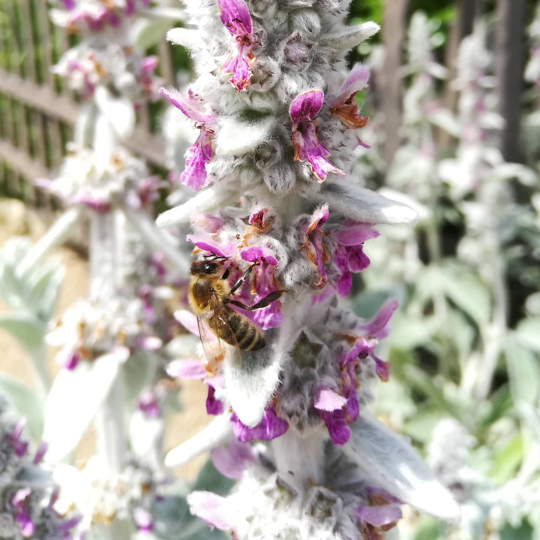 Mes conseils de base pour accueillir la faune sauvage dans votre jardin