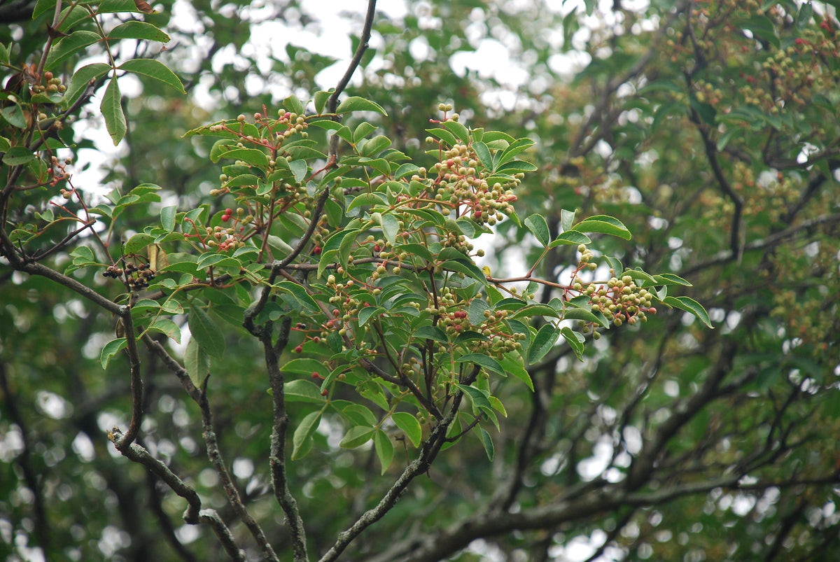 Zanthoxylum. Photo : DouglasGoldman, CC BY-SA 4.0, via Wikimedia Commons