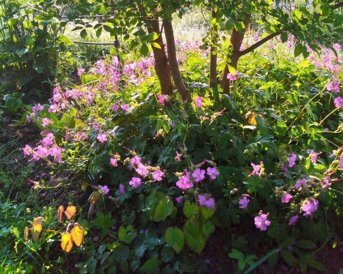 Plantes couvre-sol : comment les choisir et les utiliser au jardin