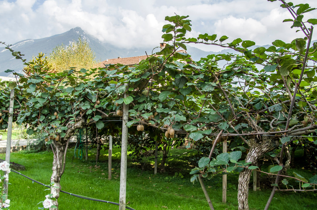 Kiwi palissé sur pergola. Photo : BirdsEyeLV, CC BY-SA 3.0, via Wikimedia Commons