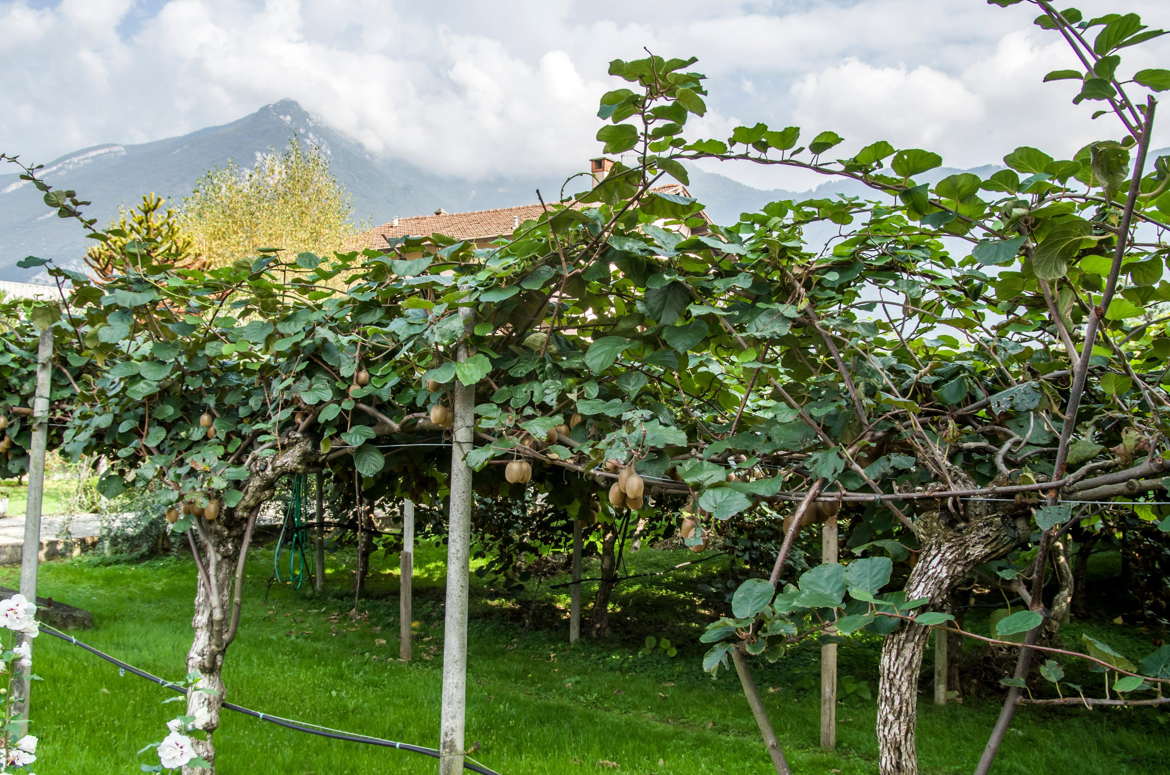 Kiwi palissé sur pergola. Photo : BirdsEyeLV, CC BY-SA 3.0, via Wikimedia Commons