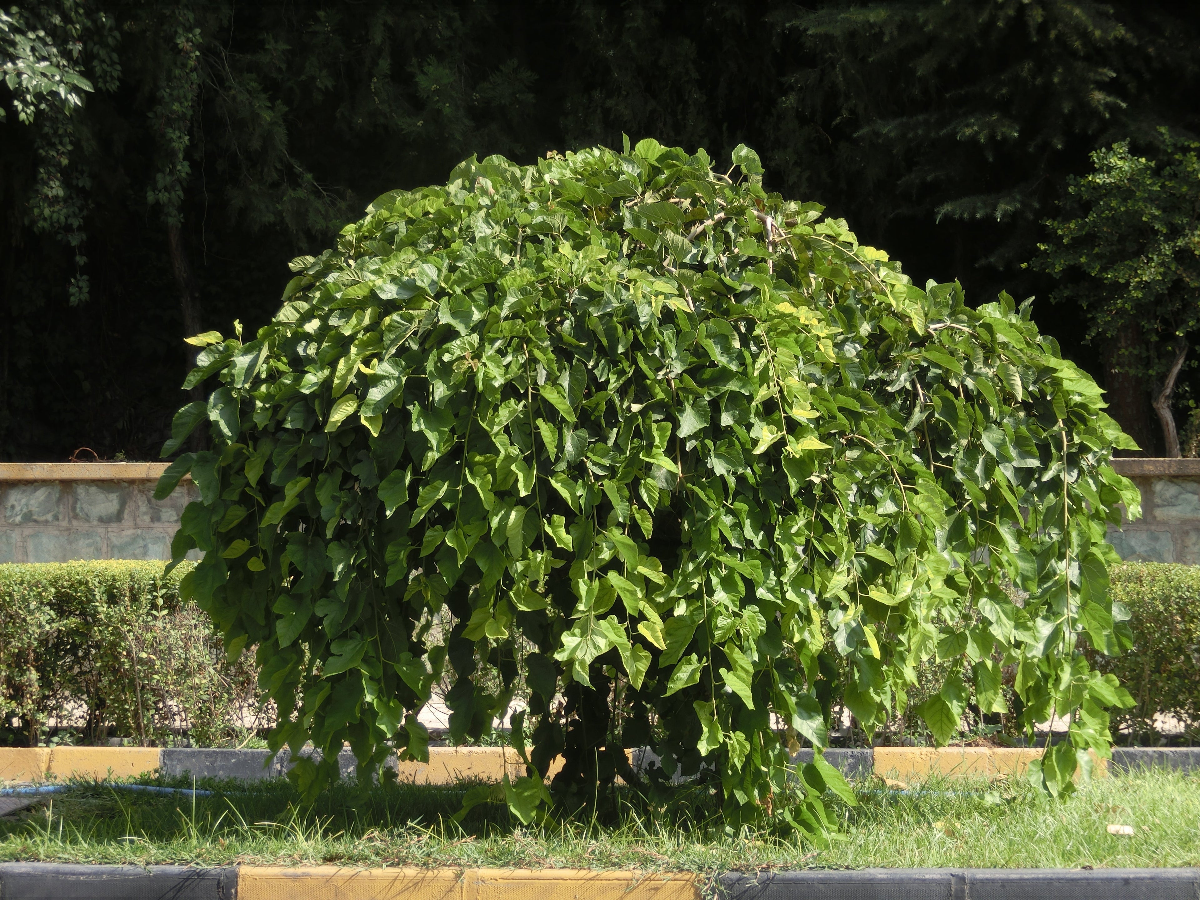 Morus alba. Photo : Alborzagros, CC BY-SA 4.0, via Wikimedia Commons