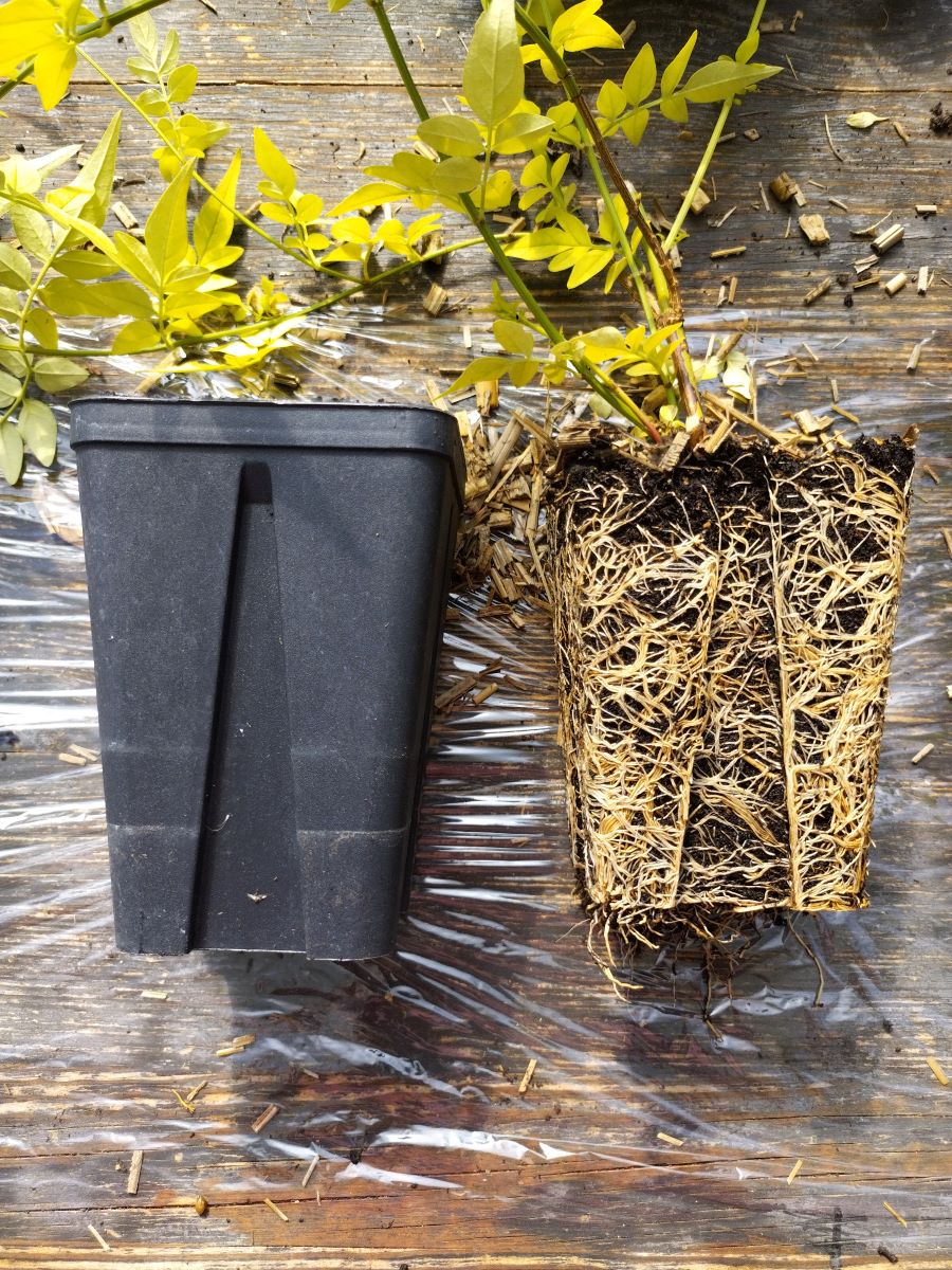Pots anti-chignon : pourquoi ça change tout à l'installation de vos plantes