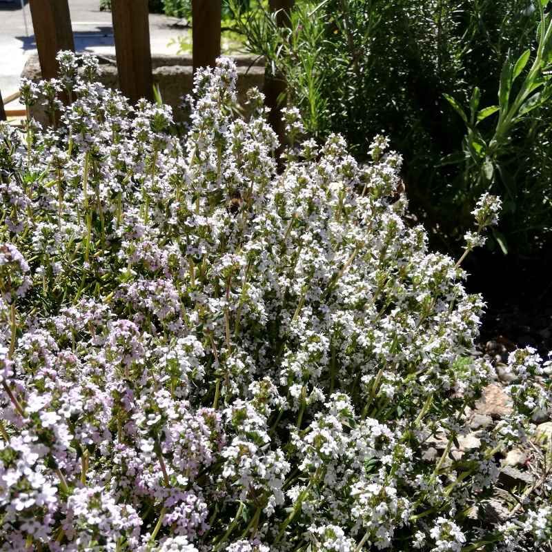 Thymus fragrantissimus BIO
