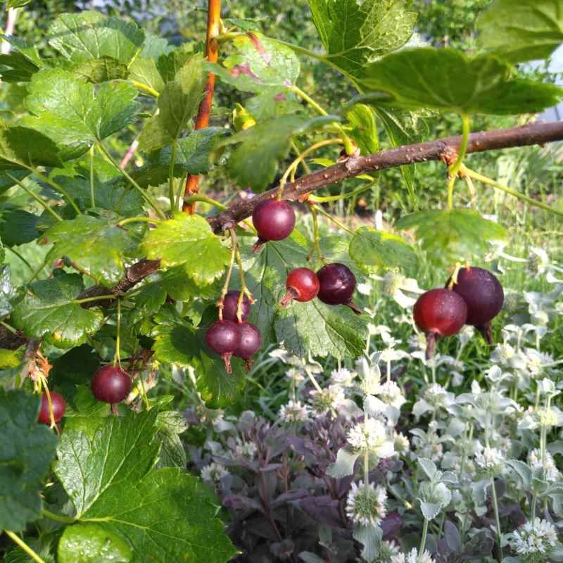 Petits fruits gourmands