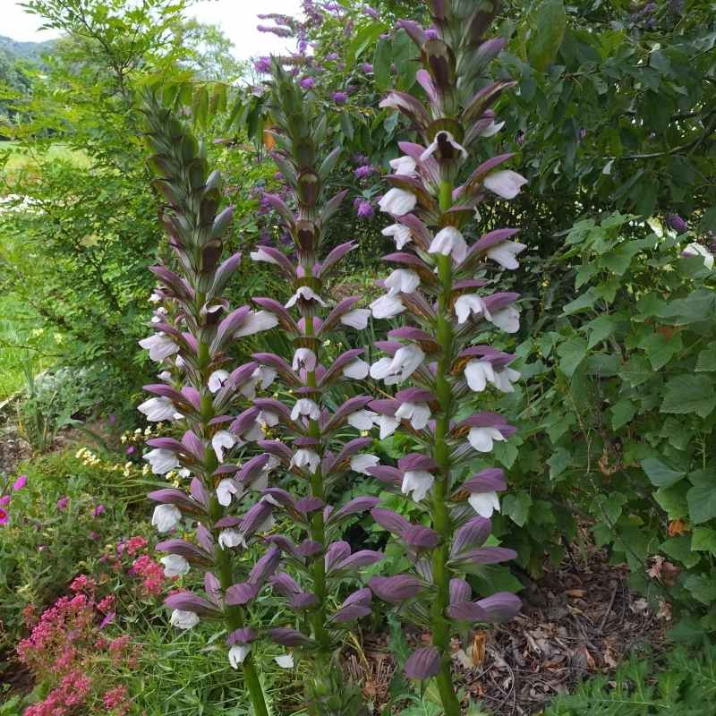 Acanthus 'Morning's Candle' BIO