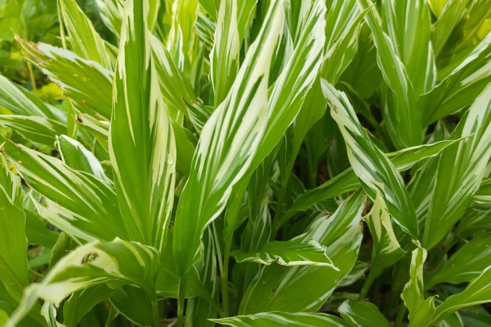 Aromatiques et légumes vivaces