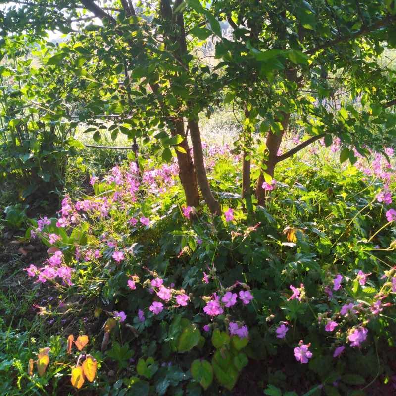 Geranium x cantabrigiense BIO