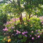 Geranium x cantabrigiense BIO