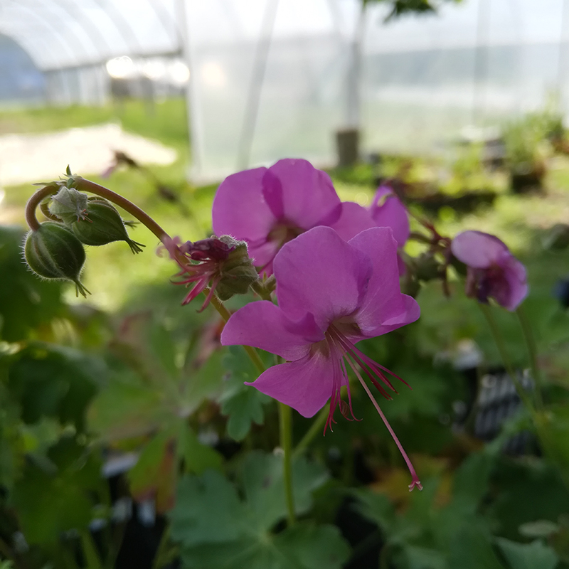 Geranium x cantabrigiense BIO