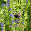 Hysope officinale BIO