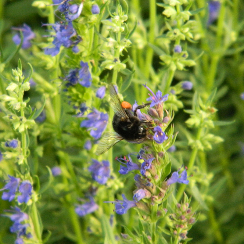 Hysope officinale BIO