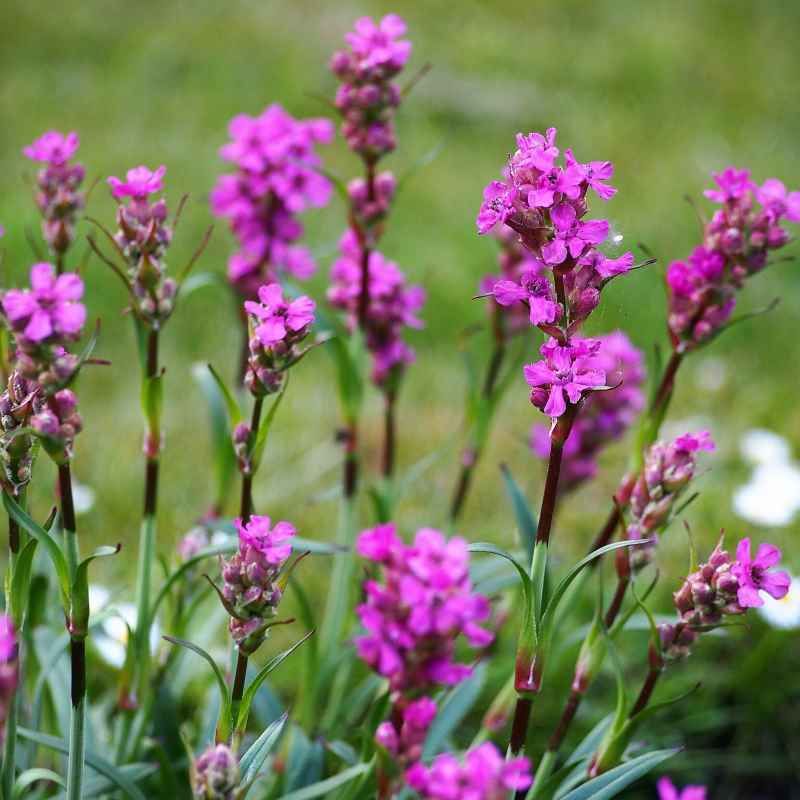 Silene viscaria 'Splendens' BIO