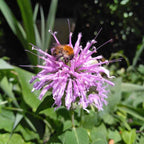 Monarda fistulosa BIO