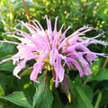 Monarda fistulosa BIO