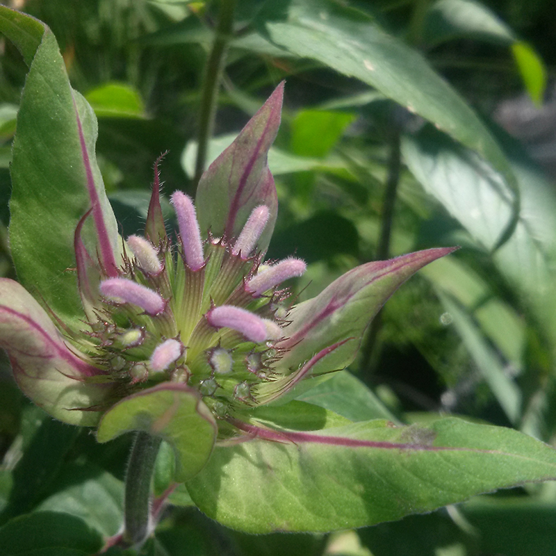 Monarda fistulosa BIO