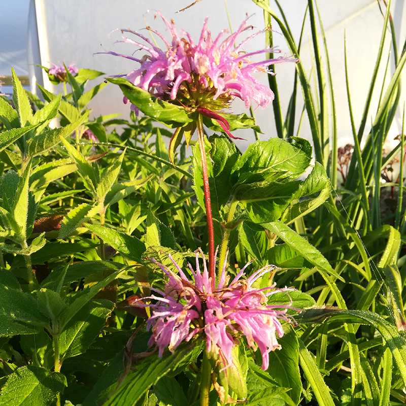 Monarda fistulosa BIO