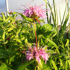 Monarda fistulosa BIO