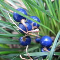 Ophiopogon japonicus BIO