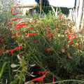 Penstemon pinifolius BIO