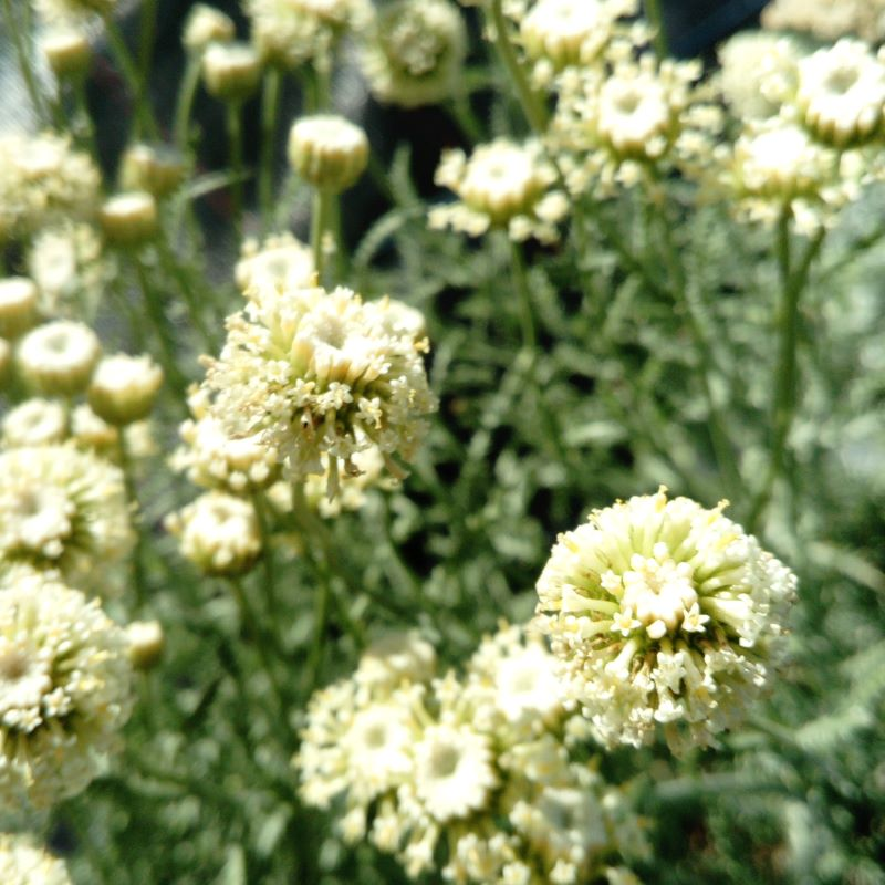 Santolina etrusca BIO