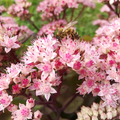Hylotelephium telephium 'Matrona' BIO
