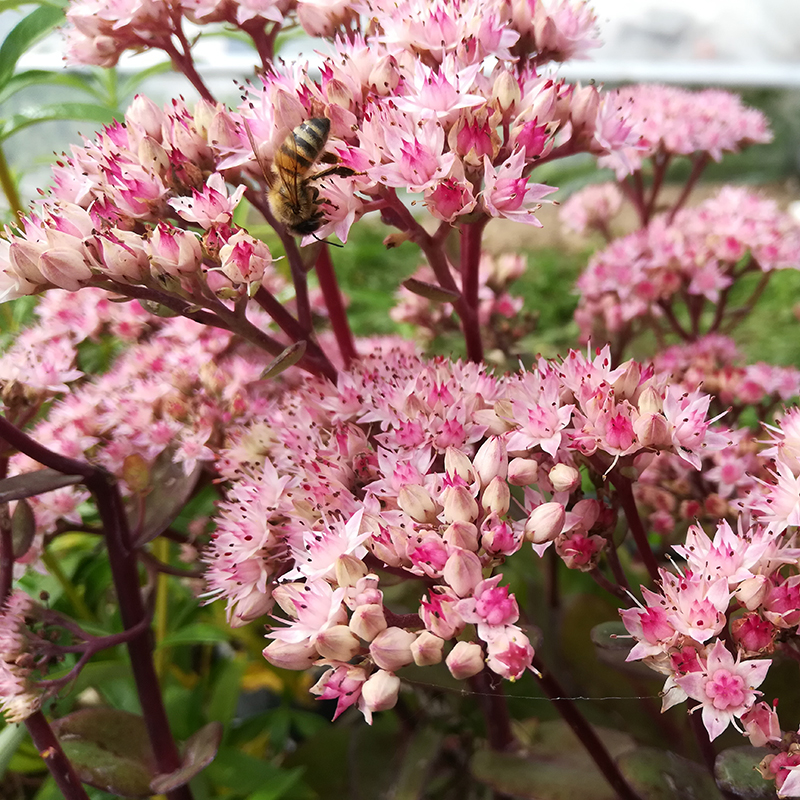 Hylotelephium telephium 'Matrona' BIO